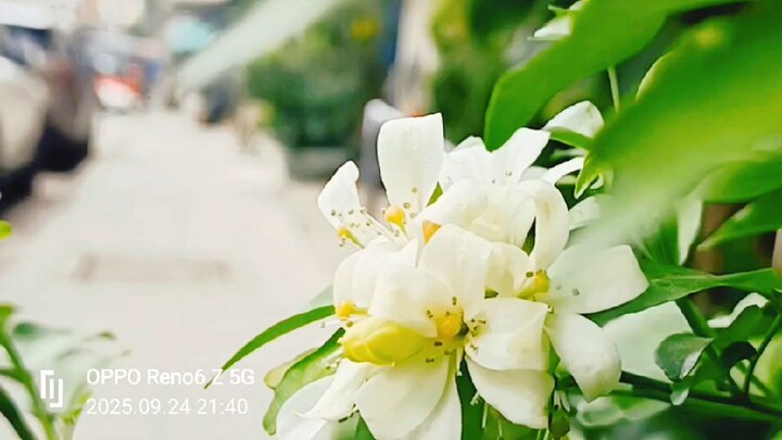 poe karen သာယူဏ်ု (2026)