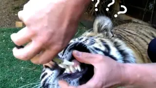Fun｜Perplexing Animals in the Zoo 