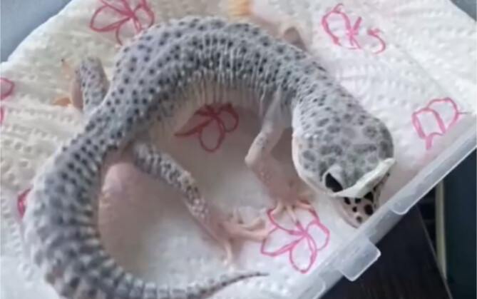 The leopard gecko’s shedding process… it looks so tough, no less than struggling to take off thick c