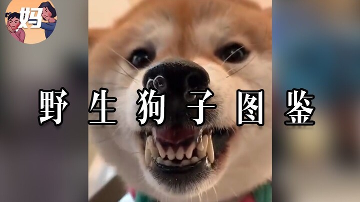 【คู่มือมนุษย์ป่า】ฉันว่าแกต่างหากที่เป็นหมาตัวจริง! 【แม่เห็นต้องเตะ!】