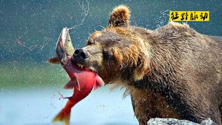 "Brown Bear's Salmon Feast"