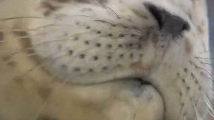 Masuk dan lihat mulut macan tutul ini