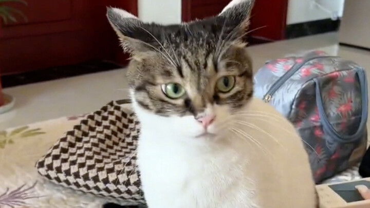 «لُبِّقْ هَذَا الْقِطَّ»