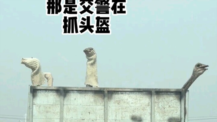 动物配音丨《惊 天 鸵 鸟 团》