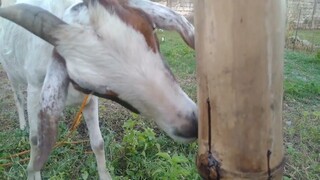 SIMPLENG PAG GAWA NG SALT LICK PARA SA KAMBING #mineralblock #DIYmineralblock #DIYsaltblock #UMMB