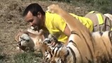 วิดีโอแมวใหญ่ตลก - Tigers Lions And Cheetahs Love Cuddling Compilation