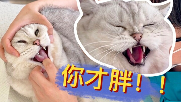 ถูกคุณหมอวินิจฉัยว่าอ้วนแบบไม่มีเนื้อ น้องแมวเลยด่าคำหยาบออกมาทันที!