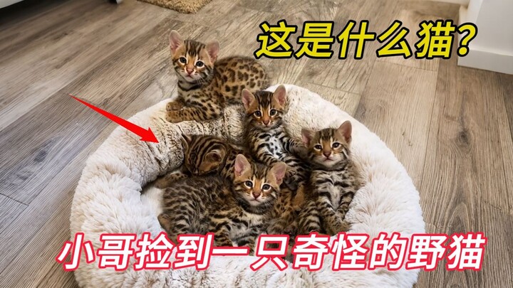 Anh chàng nhặt được một chú mèo hoang nhỏ kỳ lạ, nào ngờ cuối cùng lại nhận về cả một bầy mèo có bộ 