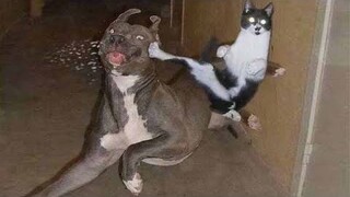 Funny animals - Funny cats / dogs - Funny animal videos #90