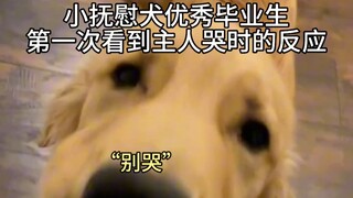 สุนัขปลอบประโลม: ยังรักษาเจ้าไม่ได้เลยเหรอ เจ้าตัวเล็ก?