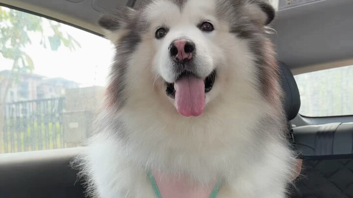 You can pick on me, but don’t mess with my dog!