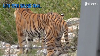 "Tamparan yang bikin pusing😵"Kisah Famous Tiger Family In Korea Cat Tiger part 2