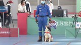 [Kompetisi Anjing Pemadam Kebakaran] Meski tidak juara, ia imut