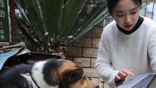 [Penyembuhan radikal untuk pendarahan mulut] Bos saya mengatakan bahwa anjing pun dapat menulis lapo