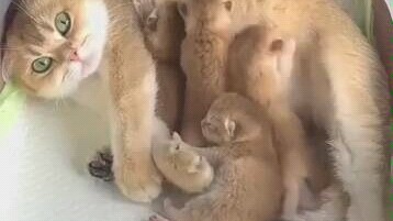 When there are two more little ones in the nest