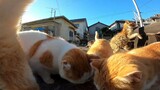 Animal|The Paradise of Orange Cats