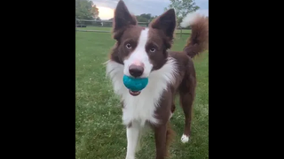 สุนัขหรือมนุษย์ 🐶😉