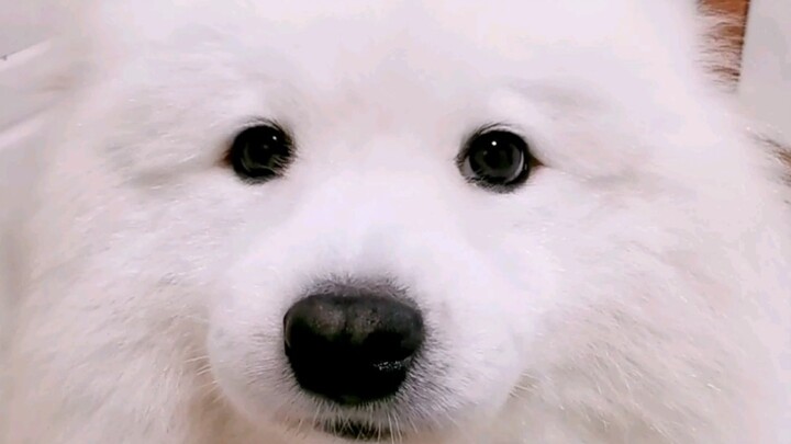 你家狗子也是这样关心你的吗？