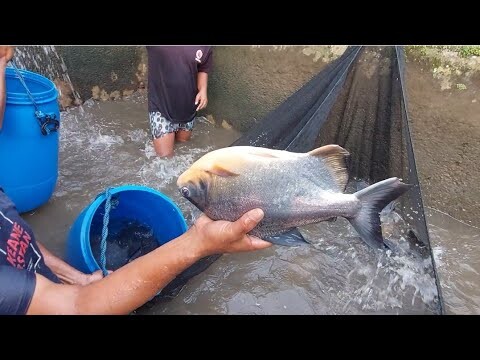 ALHAMDULULILLAH AKHIRNYA PANEN JUGA IKAN BAWAL DIKOLAM SENDIRI