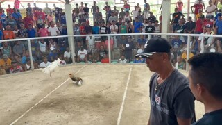 Talo 2X Winner bulik 🫡🐓