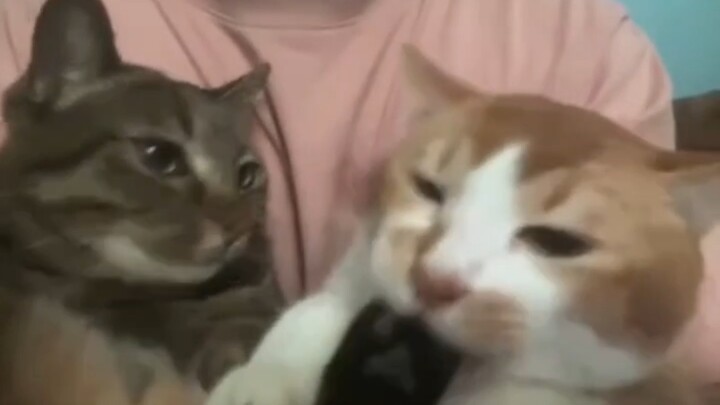 When you have two cats, you’ll see…