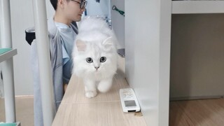Vì tôi có một con mèo trong ký túc xá nên tôi có lý do khác để không ra ngoài.