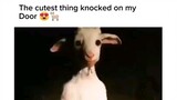 if I saw my goat standin in front of the door like this in the night, its not cute 😑