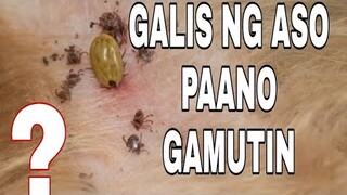 SUGAT NG ASO AT GALIS NG ASO PAANO GAMUTIN