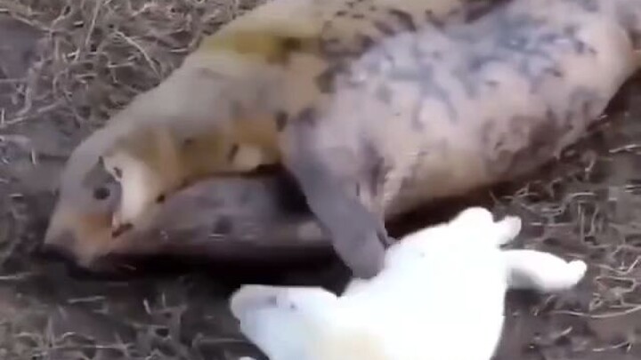 แม่ อย่าเกาเลย