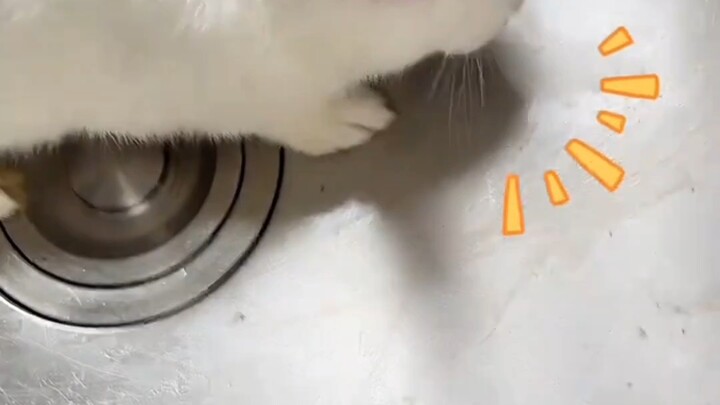 Kelinci jadi panik! Hahaha, border collie sedang makan prasmanan