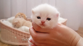 😍 หลังคลอด 17 วัน ลูกแมวน้อยน่ารักลืมตาและร้องเหมียว