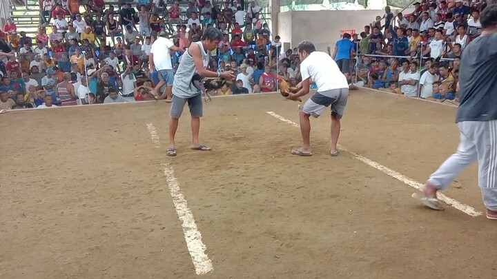 first win.2 wins in one day with the same cock lambuhon boogie @ Danao Arena #Kumbati #Pikols