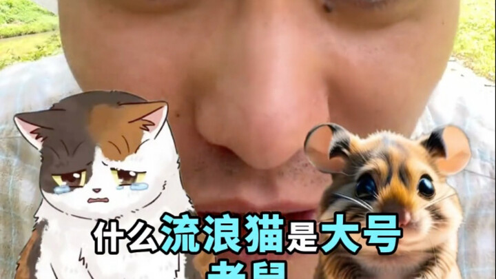 流浪猫和老鼠哪个危害更大
