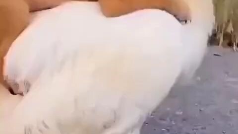 funny moments and beautiful Post