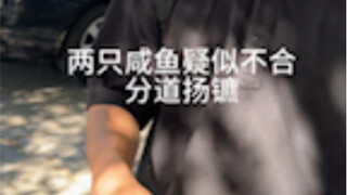 惊了！两只咸鱼疑似不合！
