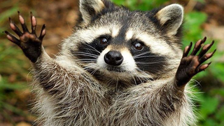 cute racoon