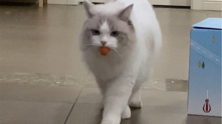 Kenapa kucingku begitu mudah terkejut?