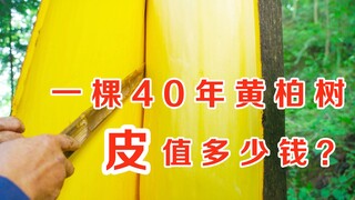 这棵40年的黄柏树，能刮多少皮，值多少钱？