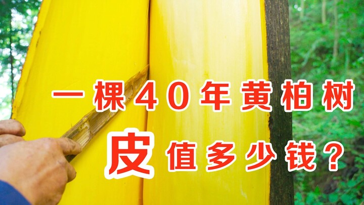这棵40年的黄柏树，能刮多少皮，值多少钱？