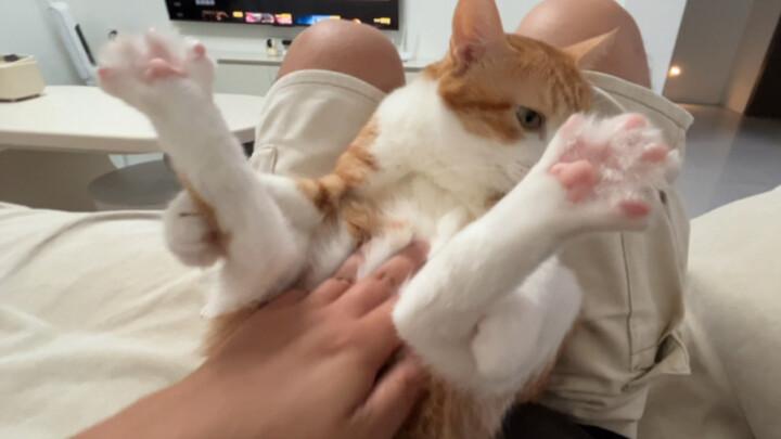 Cat: So shy! Don’t… stop… don’t… stop. Don’t. Stop. Don’t stop!