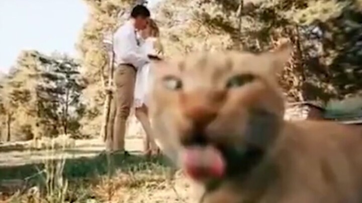 "Cats are天生 the stars!"