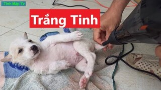 Con Chó Con Màu Trắng Cần Tắm Sạch Sẽ Hơn | Tính Mập Tv