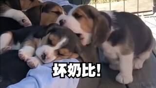 บีเกิล ยังไม่ทันเรียนรู้การเดินก็เริ่มแกล้งแล้ว!