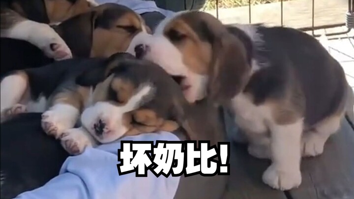 A beagle learned to cause mischief even before it could walk!