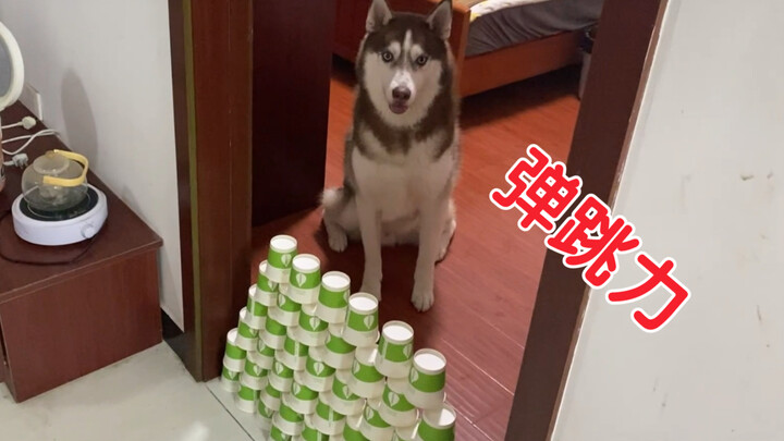 พลังกระโดดของพุดเดิล vs พลังกระโดดของเบลช์เชพ ความแตกต่างชัดเจนทันตา!