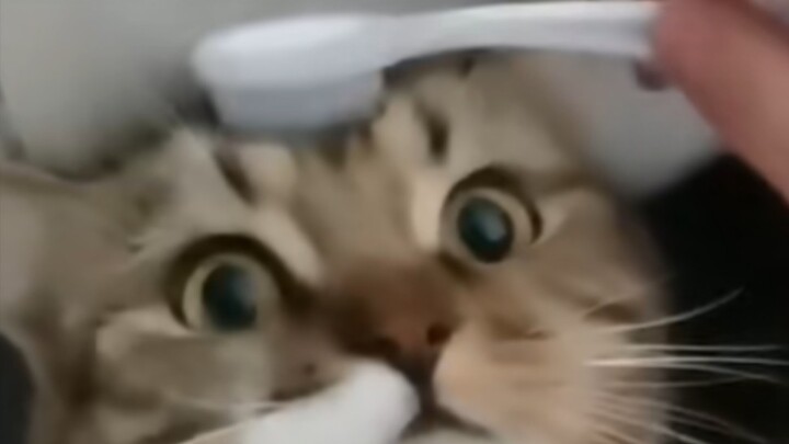 Điều gì sẽ xảy ra khi dùng bàn chải đánh răng chà đầu cho mèo?