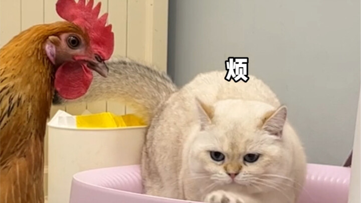 Easygoing wakes up in the middle of the night: No way, is he sick or something?