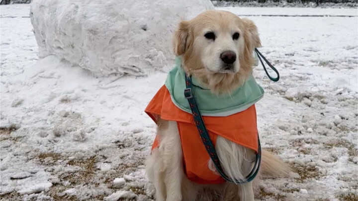 Đi dắt chó trong trời tuyết về nhà thì phát hiện trên chân chó có tua rua lại giấu cái này, ha ha ha