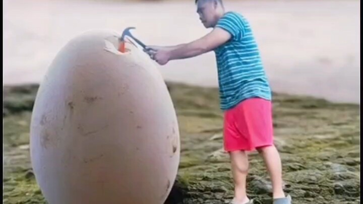 “Wait for it… you won’t expect what happens to this egg 🥚💥”