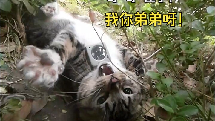 Meow, the calico kitten runs into Cat Brother Dousha: “While the human’s not around, let’s give him 